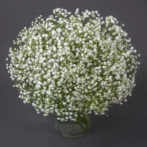 Гипсофила (Белая)