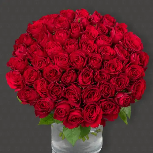 51 Роза Кения 40 см. "Алые грёзы"