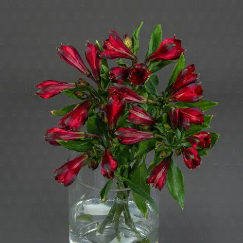 Альстромерия (Красная)