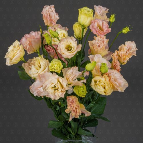 Эустома (Кремовая)