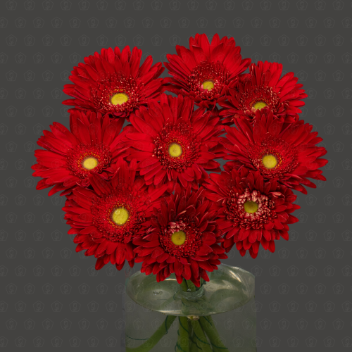 Гербера (Хайлайт)