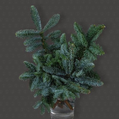 Нобиллис (Серебристо-голубой) (банч)