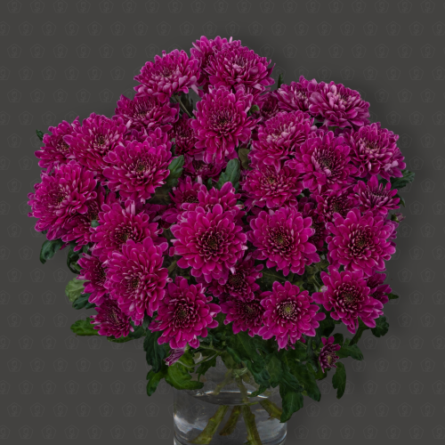 Хризантема кустовая (Фабиен Перпл)