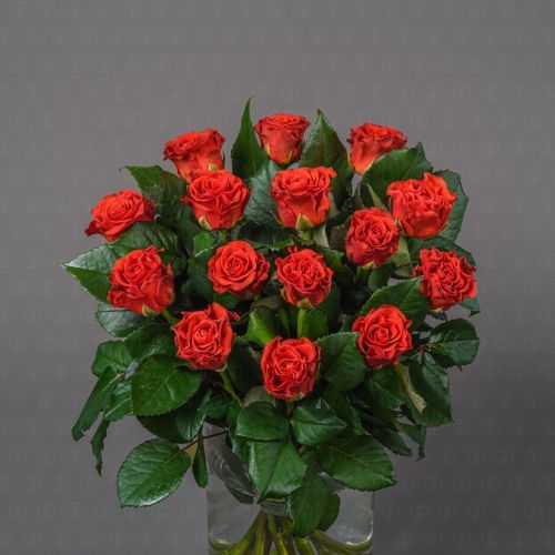 Роза Россия 50 см. (Эль Торро)