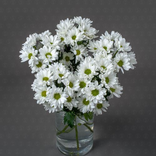 Хризантема кустовая (Чик)