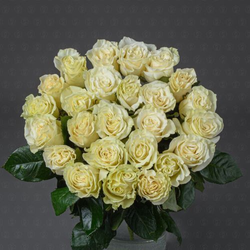 Акция! 25 роз Эквадор 50 см. (Мондиаль)