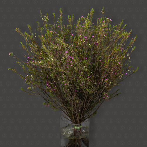 Ваксфловер (Розовый)