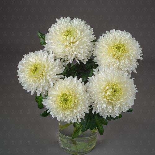 Хризантема одиночная (Магнум)