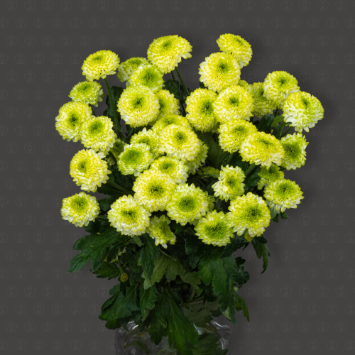 Хризантема кустовая (Фонтина)