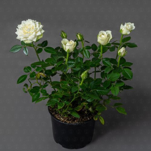 Роза Кордана (Белая)