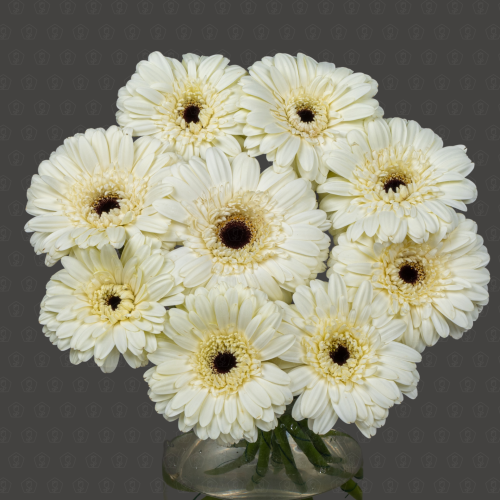 Гербера (Касабланка)