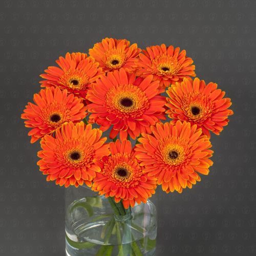 Гербера (Кантона)