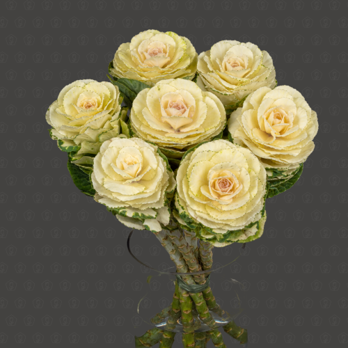 Брассика (Белая)