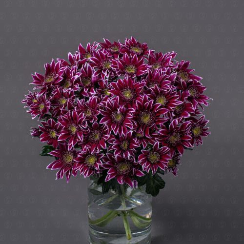 Хризантема кустовая (Болте)