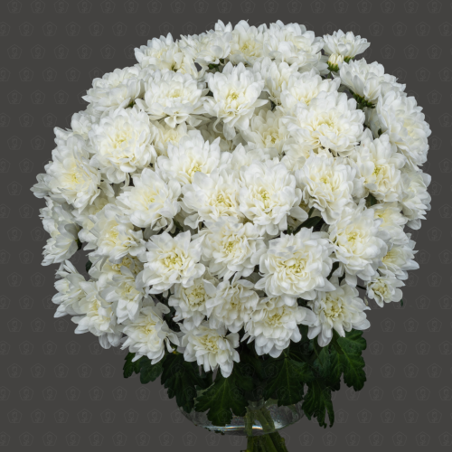 Хризантема кустовая (Бью Монде)