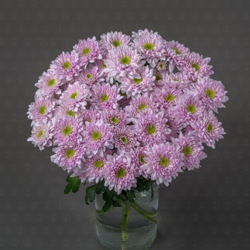 Хризантема кустовая (Коммандер Пинк)