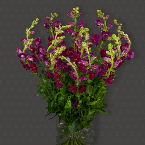 Антирринум (Красный)