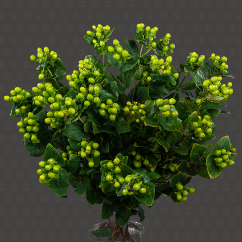 Гиперикум (Зеленый)