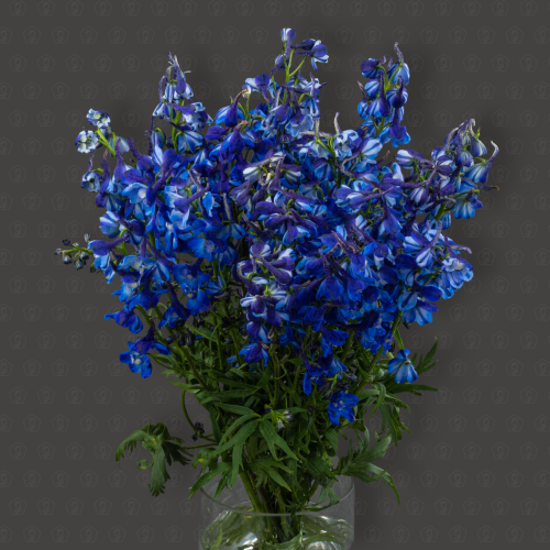 Дельфиниум (Синий)