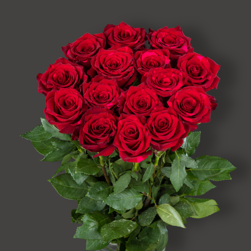 Роза Эквадор 50 см. (Ред Пантер)