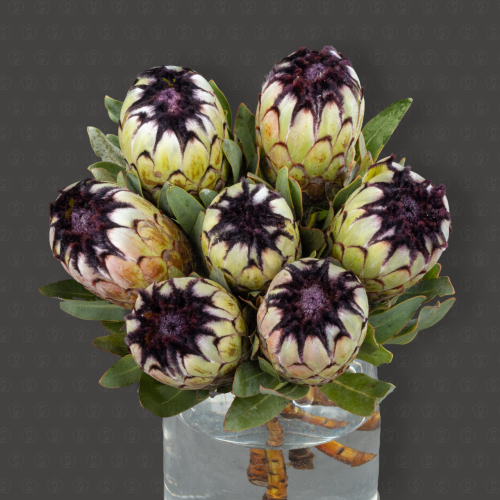 Протея (Барбигера Ниоби)