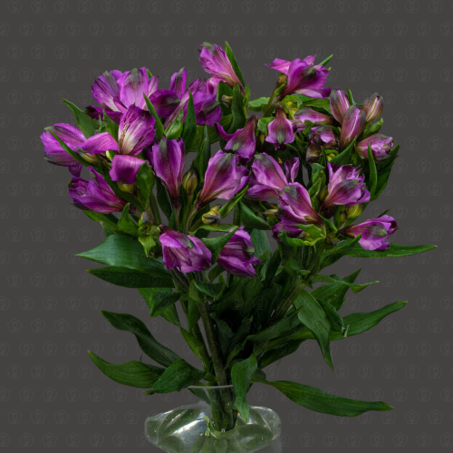 Альстромерия (Фиолетовая)