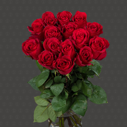 Роза Эквадор 70 см. (Даллас)