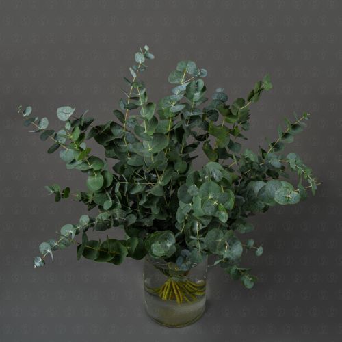 Зелень Эвкалипт Цинерея (банч)