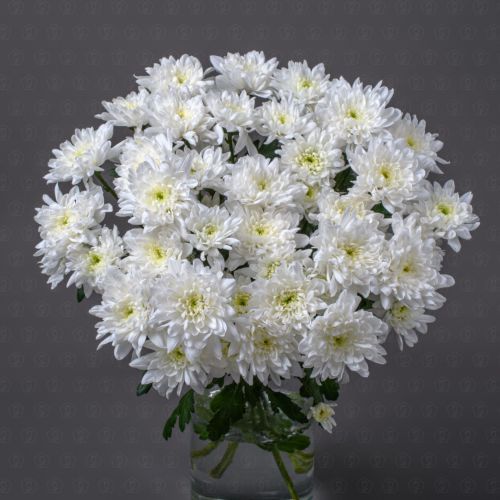 Хризантема кустовая (Балтика)