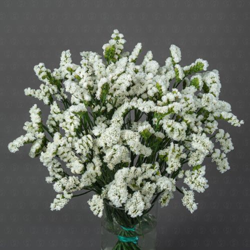 Статица (Белая)