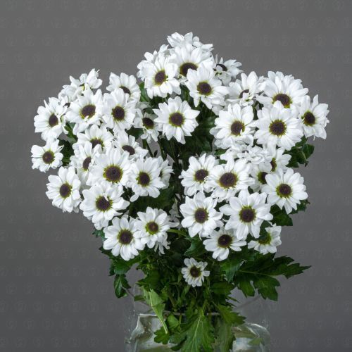 Хризантема кустовая Сантини (Инь Янь)