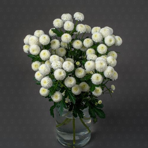 Хризантема кустовая (Ньютон)