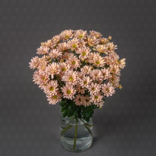 Хризантема кустовая (Катинка Салмон)