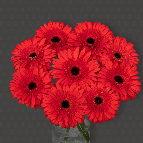 Гербера (Торо Россо)